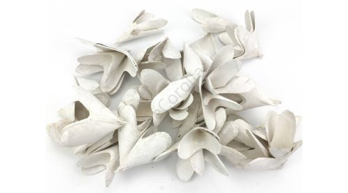 Háncsvirág hosszú fehér