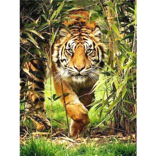 Gyémántszemes kirakó Tigris a bambusz erdőben 30x40 cm