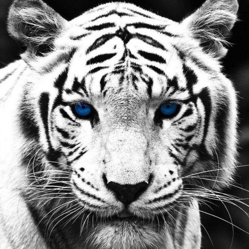 Gyémántszemes kirakó Fehér tigris portré 40x40 cm